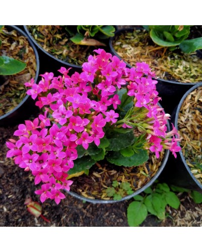 Kalanchoe Çiçeği