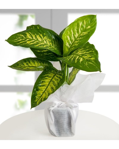 Dieffenbachia Tropic snow orta boy