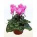 cyclamen