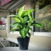 Dieffenbachia Tropic snow büyük boy