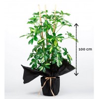 Şeflera 3'lü Şeflera 3'lü