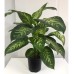 Dieffenbachia Tropic snow büyük boy