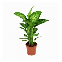 Dieffenbachia Tropic snow büyük boy