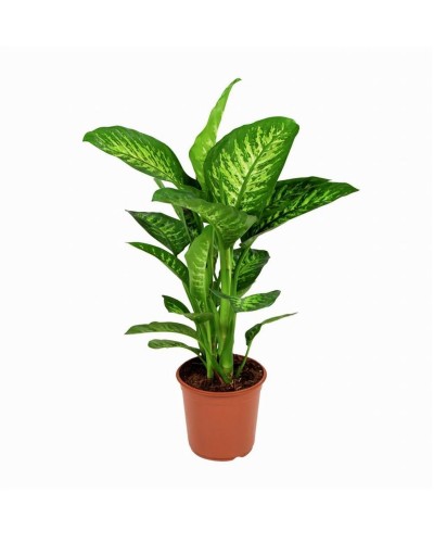 Dieffenbachia Tropic snow büyük boy